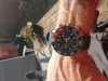 Customer picture of Seiko Hombres padi prospex solar accionado cronógrafo reloj correa azul SSC785P1